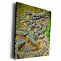 3dRose A congregation of alligators, Florida. - Museum Grade Canvas Wrap (cw_230521)
