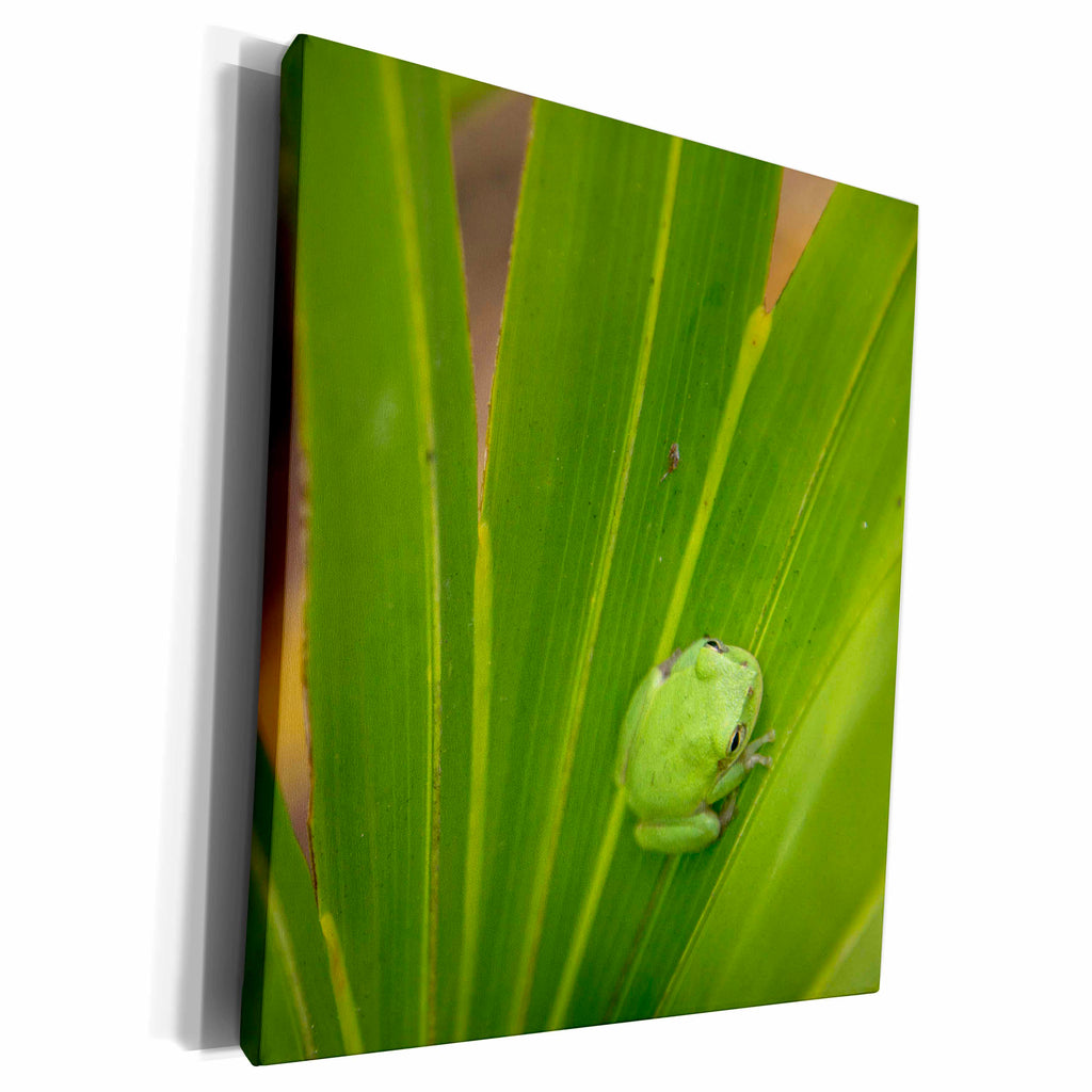 3dRose Squirrel tree frog, Everglades National Park - Museum Grade Canvas Wrap (cw_230527)