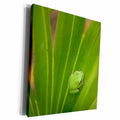 3dRose Squirrel tree frog, Everglades National Park - Museum Grade Canvas Wrap (cw_230527)