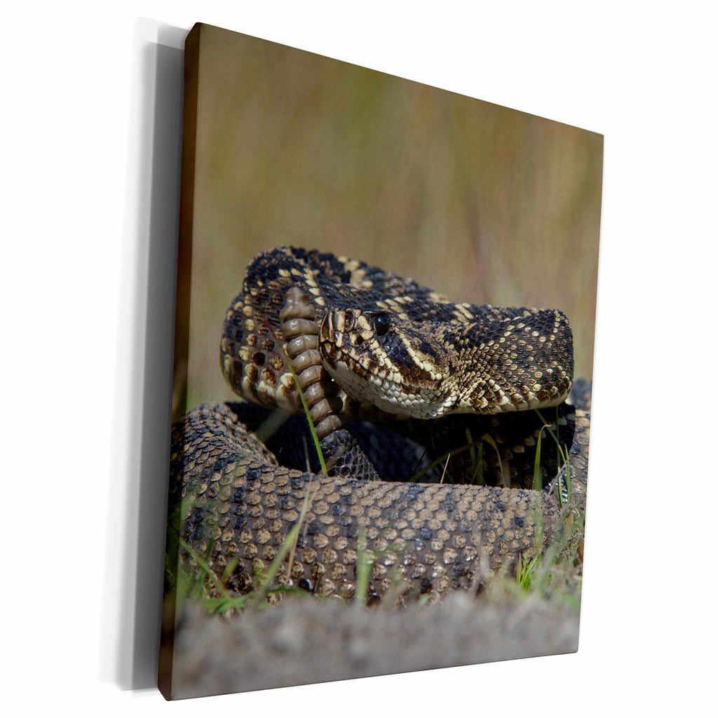 3dRose Eastern Diamondback Rattlesnake Barrier Islands,... - Museum Grade Canvas Wrap (cw_230578)