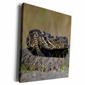 3dRose Eastern Diamondback Rattlesnake Barrier Islands,... - Museum Grade Canvas Wrap (cw_230578)