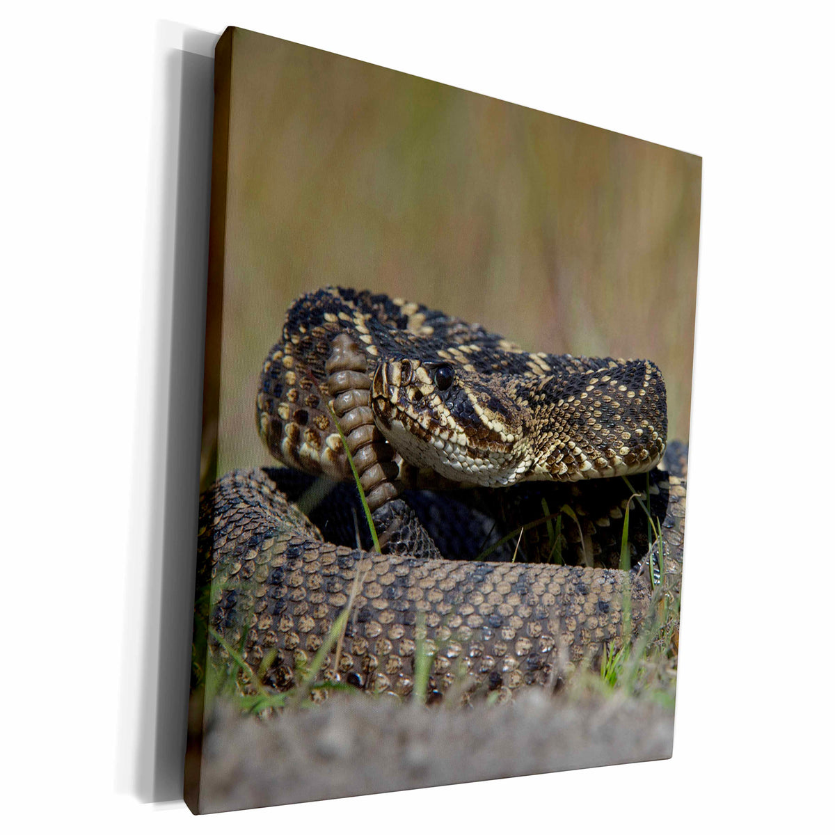 3dRose Eastern Diamondback Rattlesnake Barrier Islands,... - Museum Grade Canvas Wrap (cw_230578)