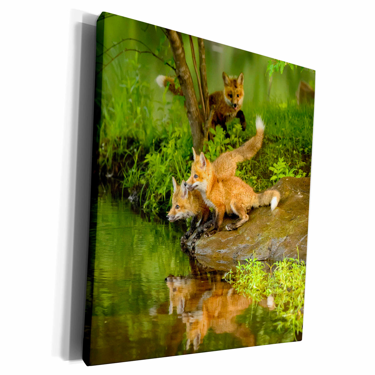 3dRose USA, Minnesota. Three red fox kits - Museum Grade Canvas Wrap (cw_231024)