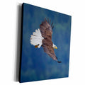 3dRose Danita Delimont - Eagles - Bald Eagle in Flight - Museum Grade Canvas Wrap (cw_231742)