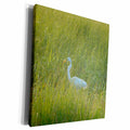 3dRose Ann Euell Birds - Egret ready for supper - Museum Grade Canvas Wrap (cw_23240)