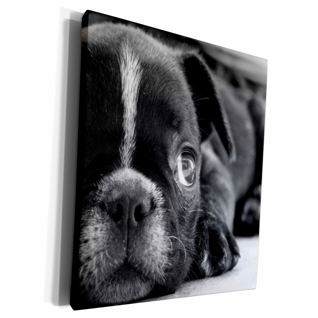 3dRose TNMGraphics Animals - Puppy - Museum Grade Canvas Wrap (cw_23469)