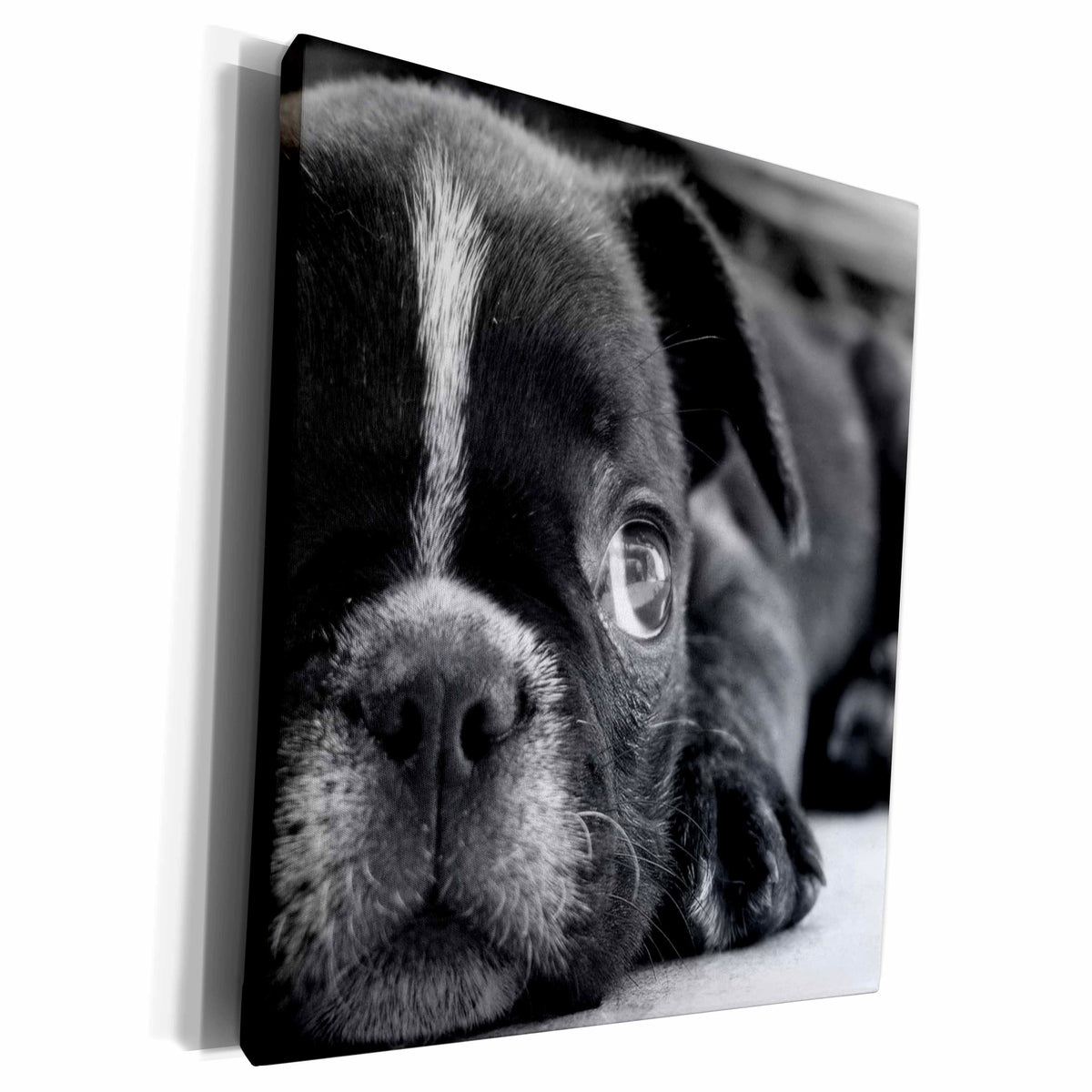3dRose TNMGraphics Animals - Puppy - Museum Grade Canvas Wrap (cw_23469)