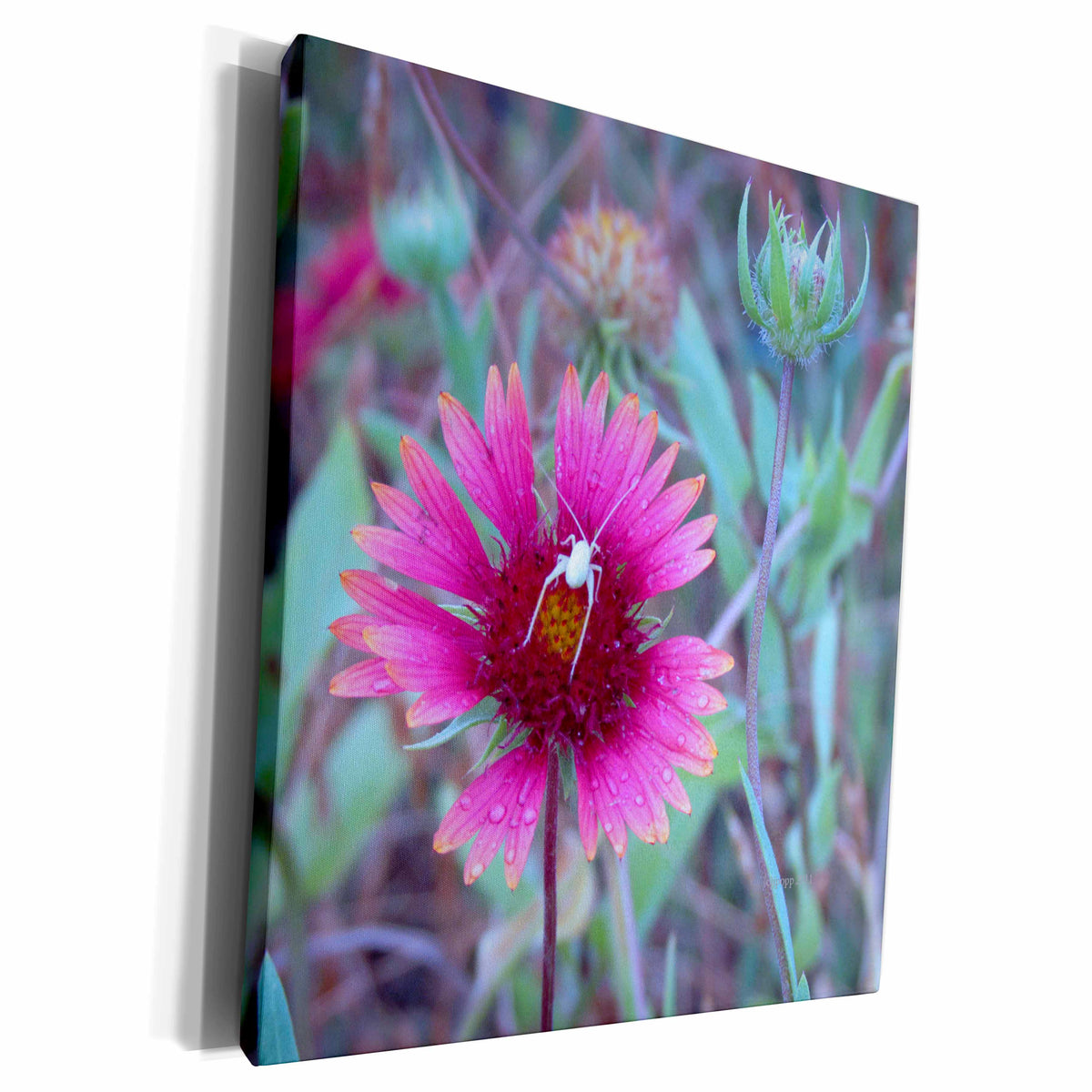 3dRose Paint Brush and Bug - Museum Grade Canvas Wrap (cw_25000)