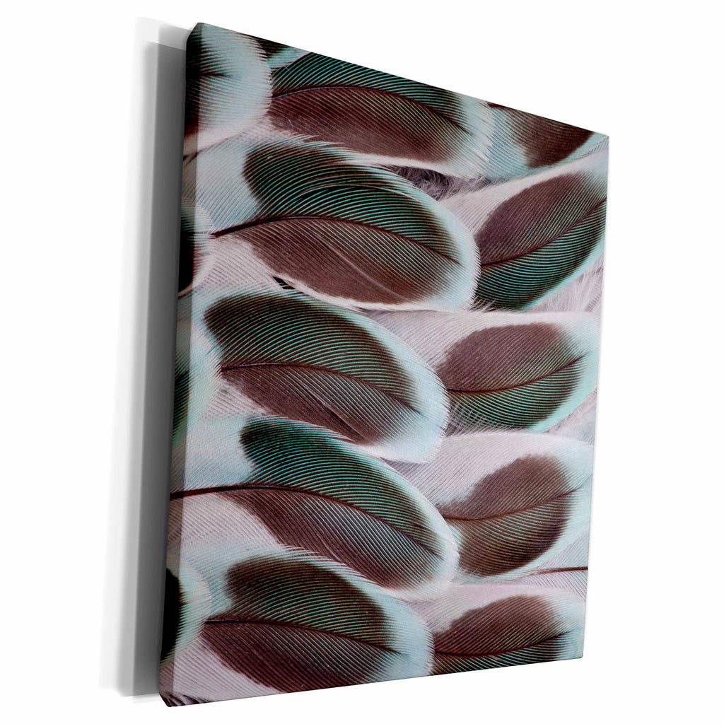 3dRose Parakeet wing feather design - Museum Grade Canvas Wrap (cw_250100)