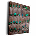 3dRose Grey Peacock tail feathers - Museum Grade Canvas Wrap (cw_250213)