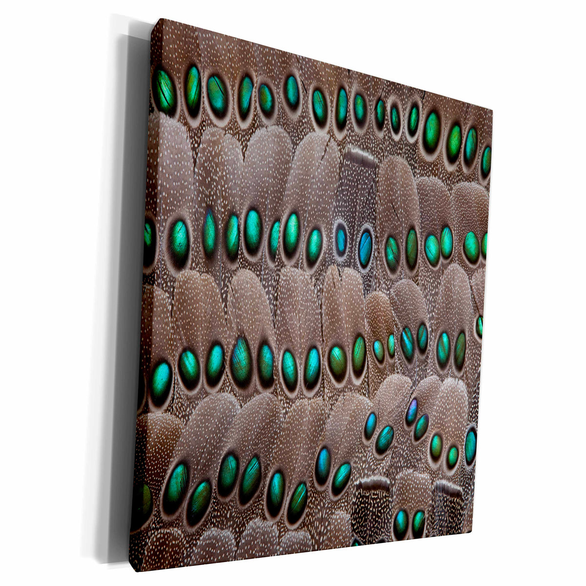 3dRose Grey Peacock tail feathers - Museum Grade Canvas Wrap (cw_250213)