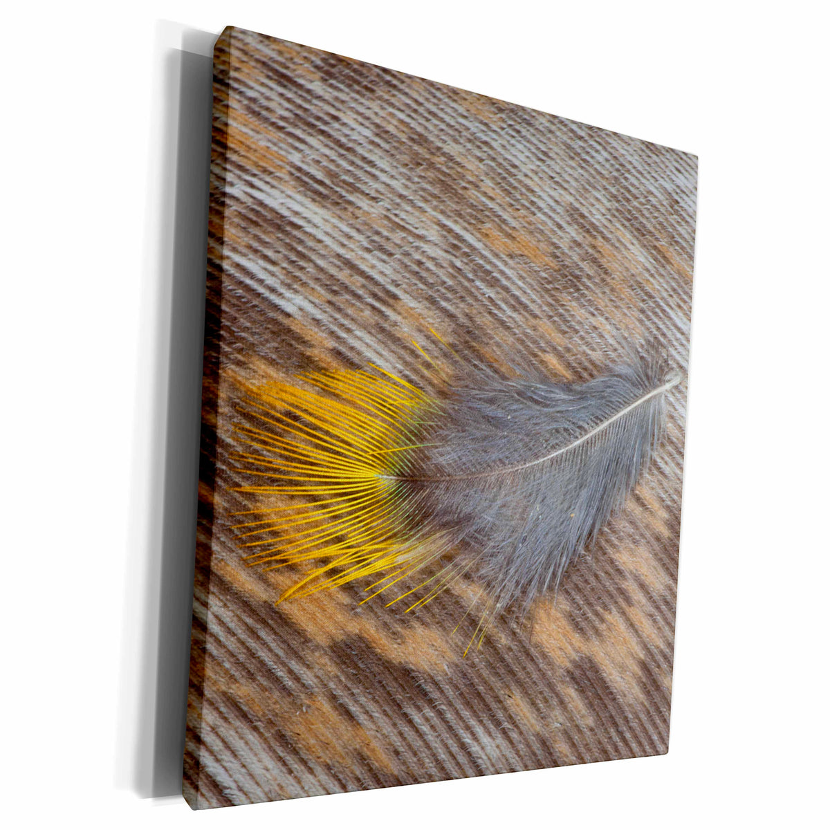 3dRose Feather pattern and design - Museum Grade Canvas Wrap (cw_250257)