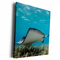 3dRose Southern Stingray, Belize Barrier Reef, Belize - Museum Grade Canvas Wrap (cw_250443)