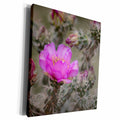 3dRose Colorado. Tree cholla cactus in bloom. - Museum Grade Canvas Wrap (cw_250694)