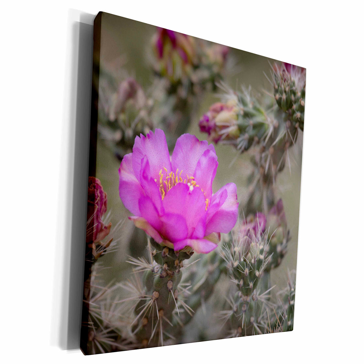 3dRose Colorado. Tree cholla cactus in bloom. - Museum Grade Canvas Wrap (cw_250694)