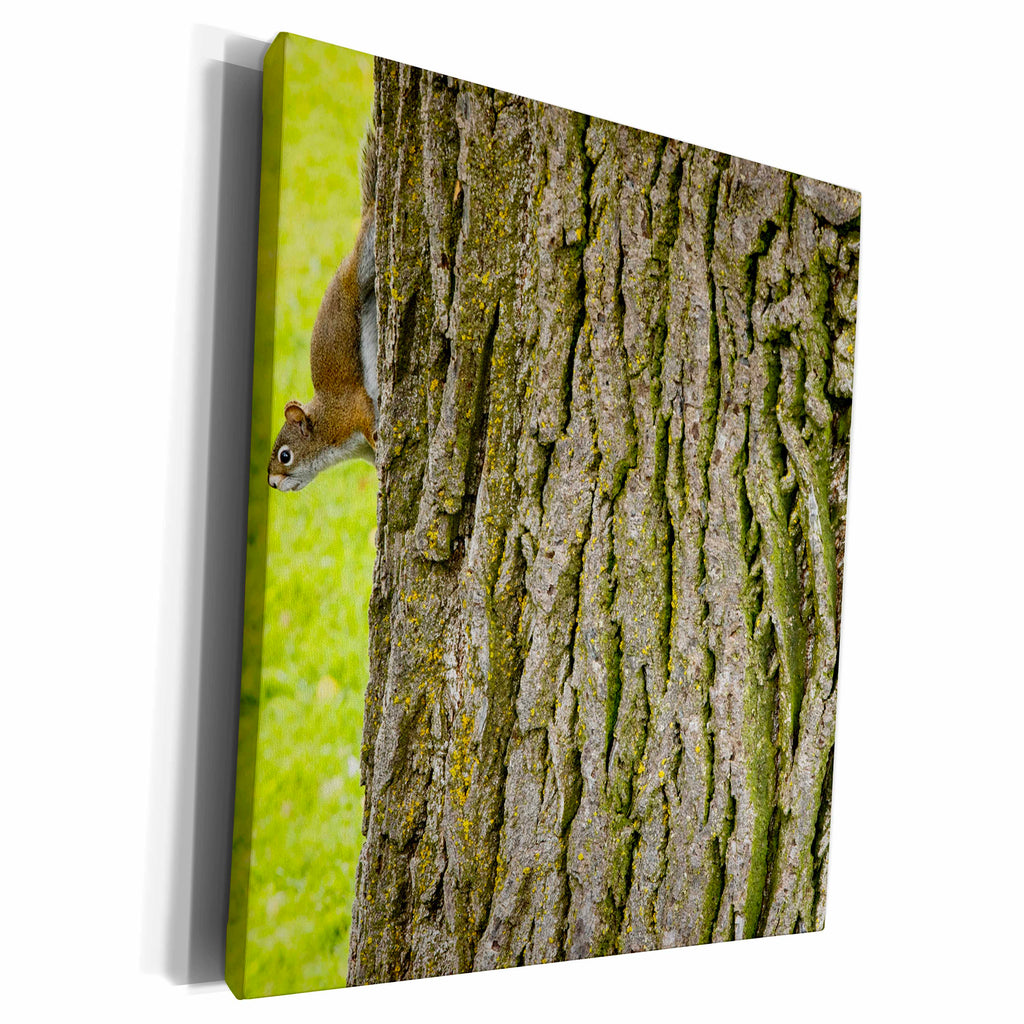 3dRose American red squirrel or pine squirrel on tree,... - Museum Grade Canvas Wrap (cw_250707)