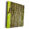 3dRose American red squirrel or pine squirrel on tree,... - Museum Grade Canvas Wrap (cw_250707)