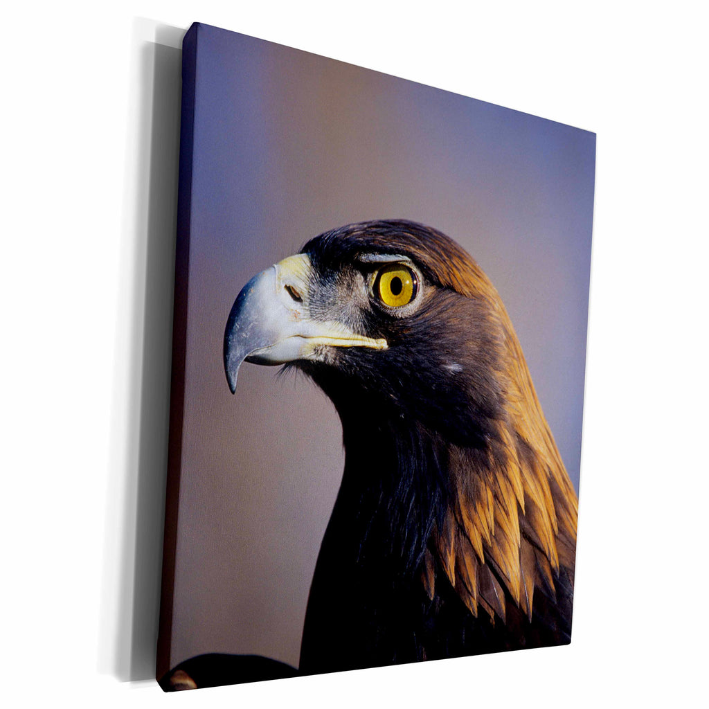 3dRose Golden Eagle,captive bird, Colorado - Museum Grade Canvas Wrap (cw_250715)