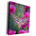 3dRose White-lined Sphinx moth on Alma Potschke Aster,... - Museum Grade Canvas Wrap (cw_251024)