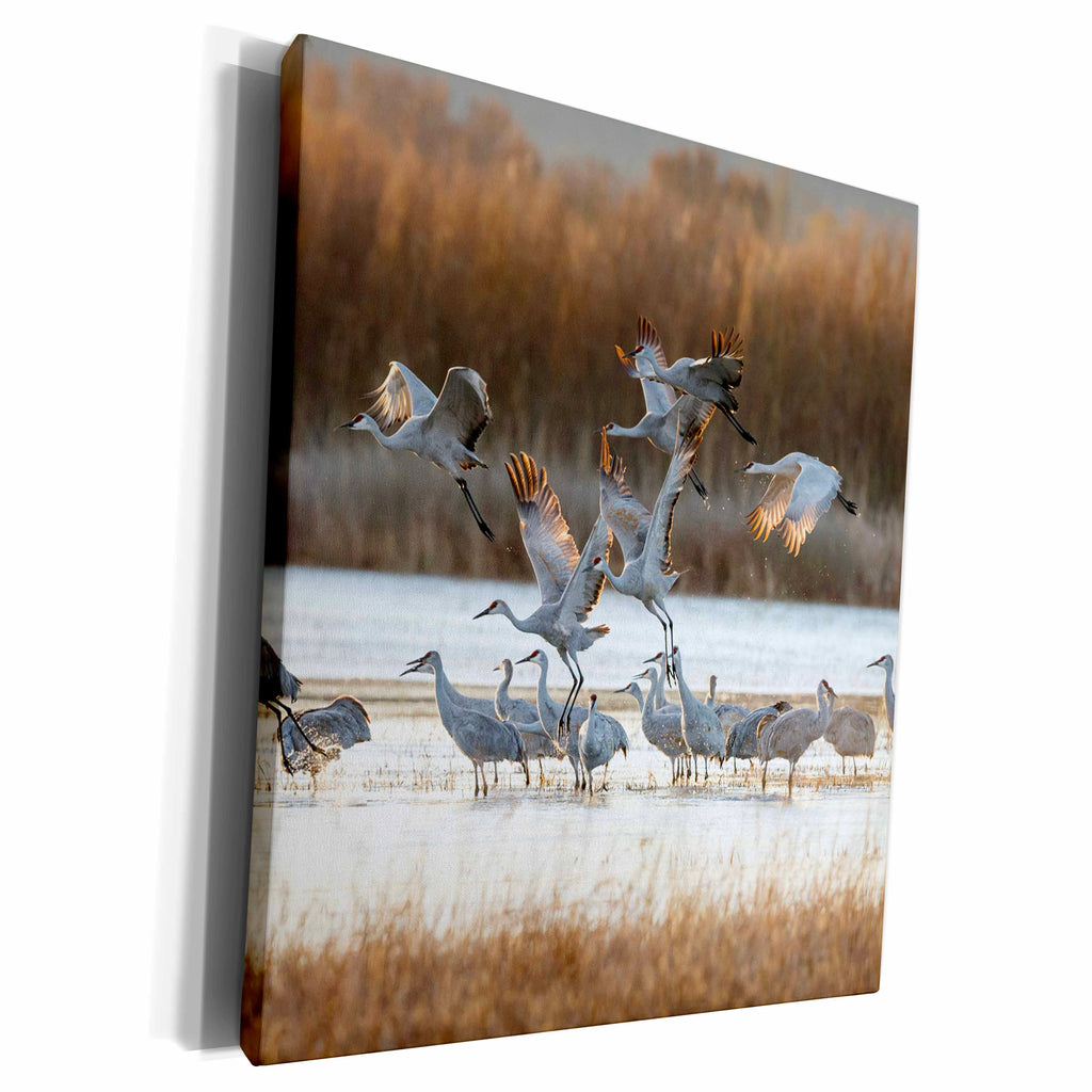 3dRose Sandhill Cranes flying, Bosque del Apache National... - Museum Grade Canvas Wrap (cw_251276)