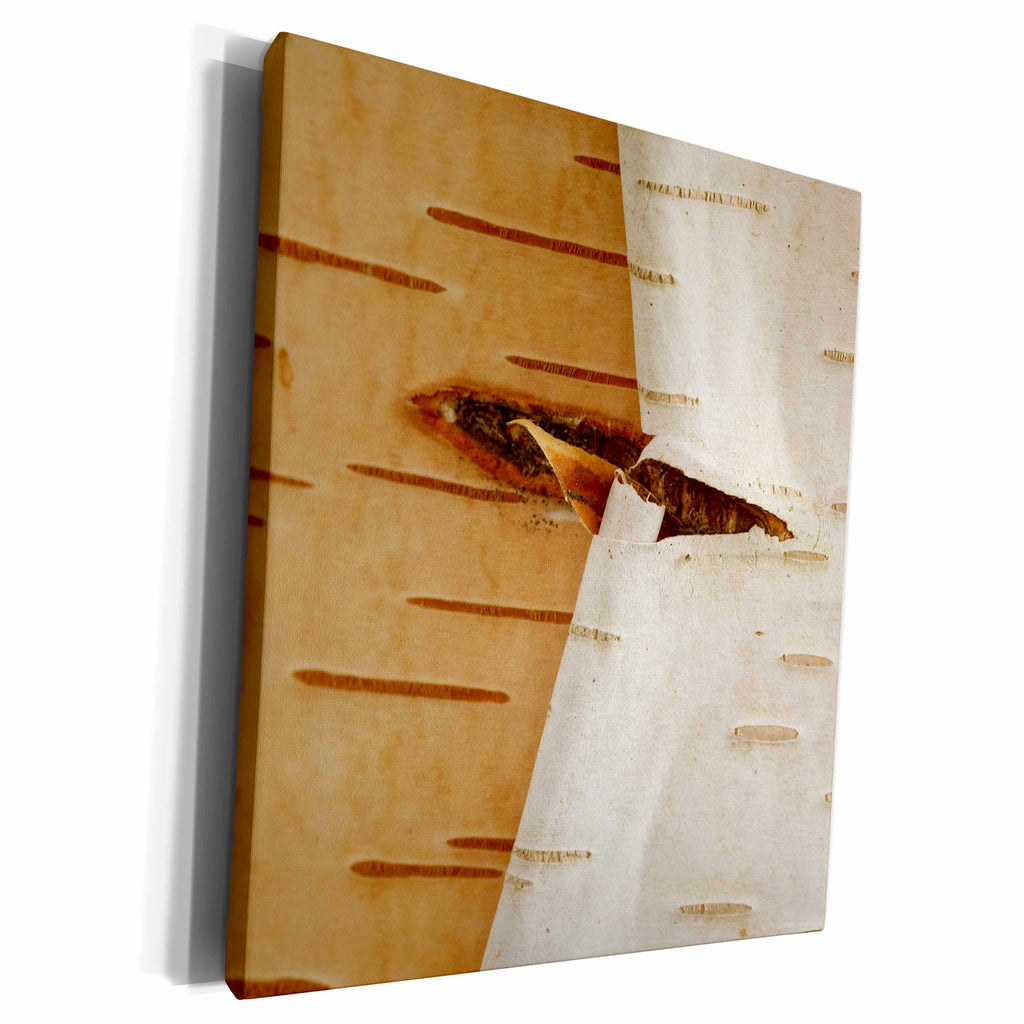 3dRose Oregon, Keizer, peeling bark on a Paper Birch. - Museum Grade Canvas Wrap (cw_251376)
