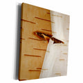 3dRose Oregon, Keizer, peeling bark on a Paper Birch. - Museum Grade Canvas Wrap (cw_251376)