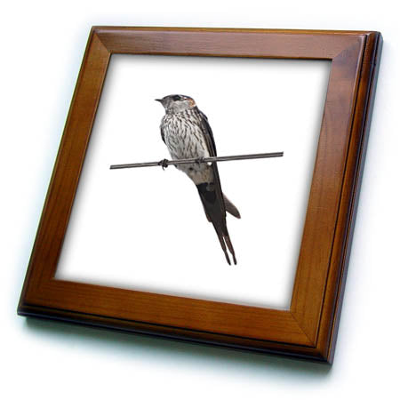 3dRose Bird On A Wire Red-Rumped Swallow Vector Art - Framed Tiles (ft-382536)