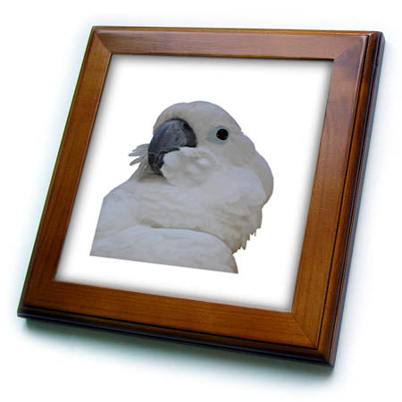 3dRose Blue Eyed Cockatoo Isolated - Framed Tiles (ft-382546)