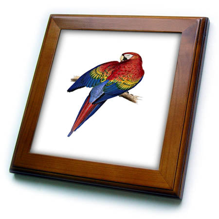 3dRose Scarlet Macaw Perched On A Branch Illustration - Framed Tiles (ft-382548)