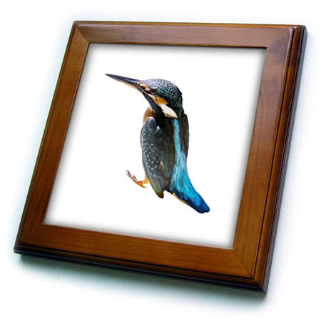 3dRose A Turquoise Blue Eurasian Bird Vector Cut Out - Framed Tiles (ft-382551)