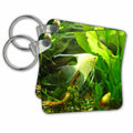 3dRose Key Chains Fish In Green (kc-13984-1)