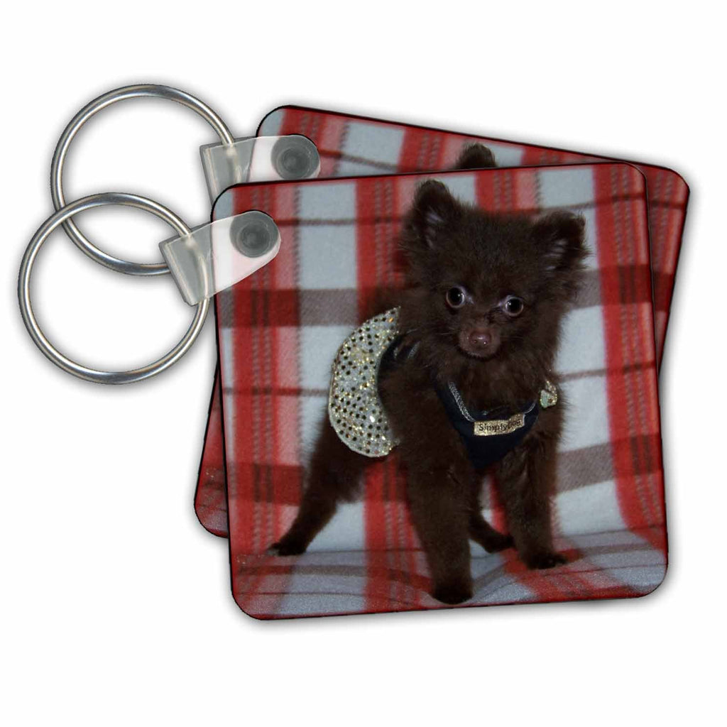 3dRose Key Chains Chocolate Pomeranian (kc-14143-1)