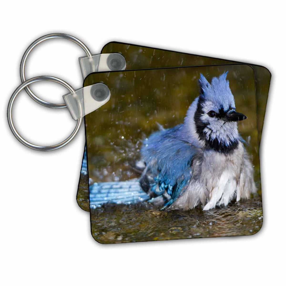 3dRose Key Chains Blue Jay bathing - Marion Co. IL (kc-207229-1)