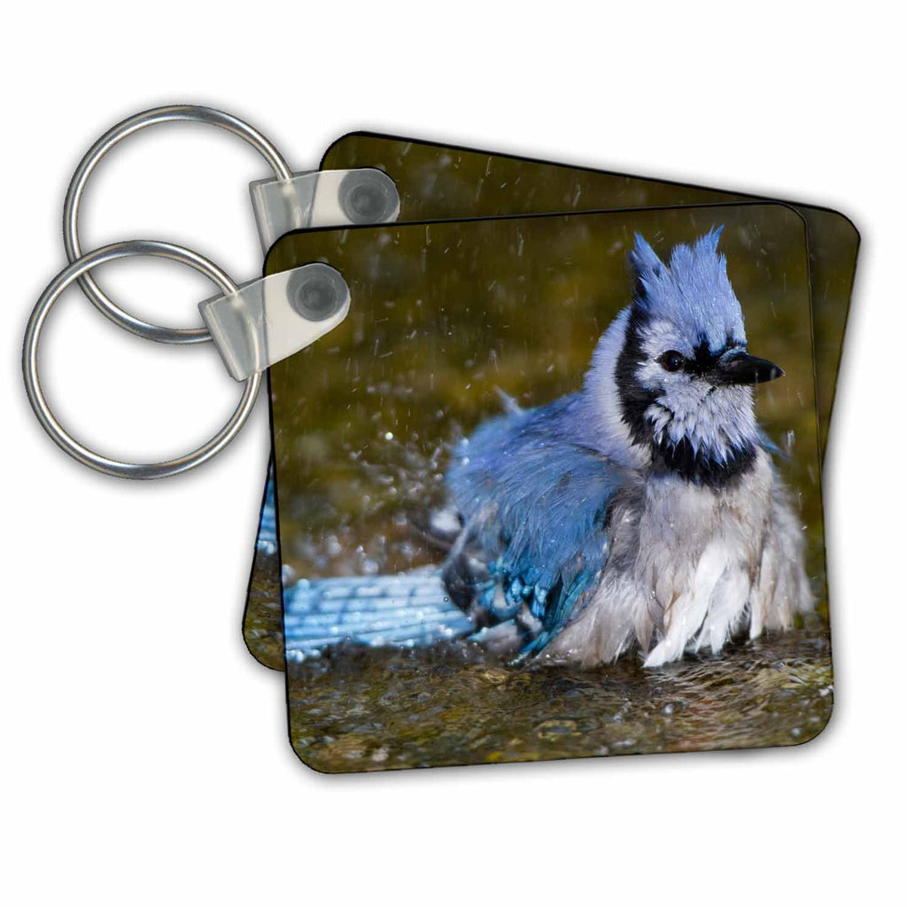3dRose Key Chains Blue Jay bathing - Marion Co. IL (kc-207229-1)