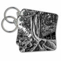 3dRose Key Chains Massive rubber tree roots at Balboa Park in San Diego, CA (kc-207593-1)