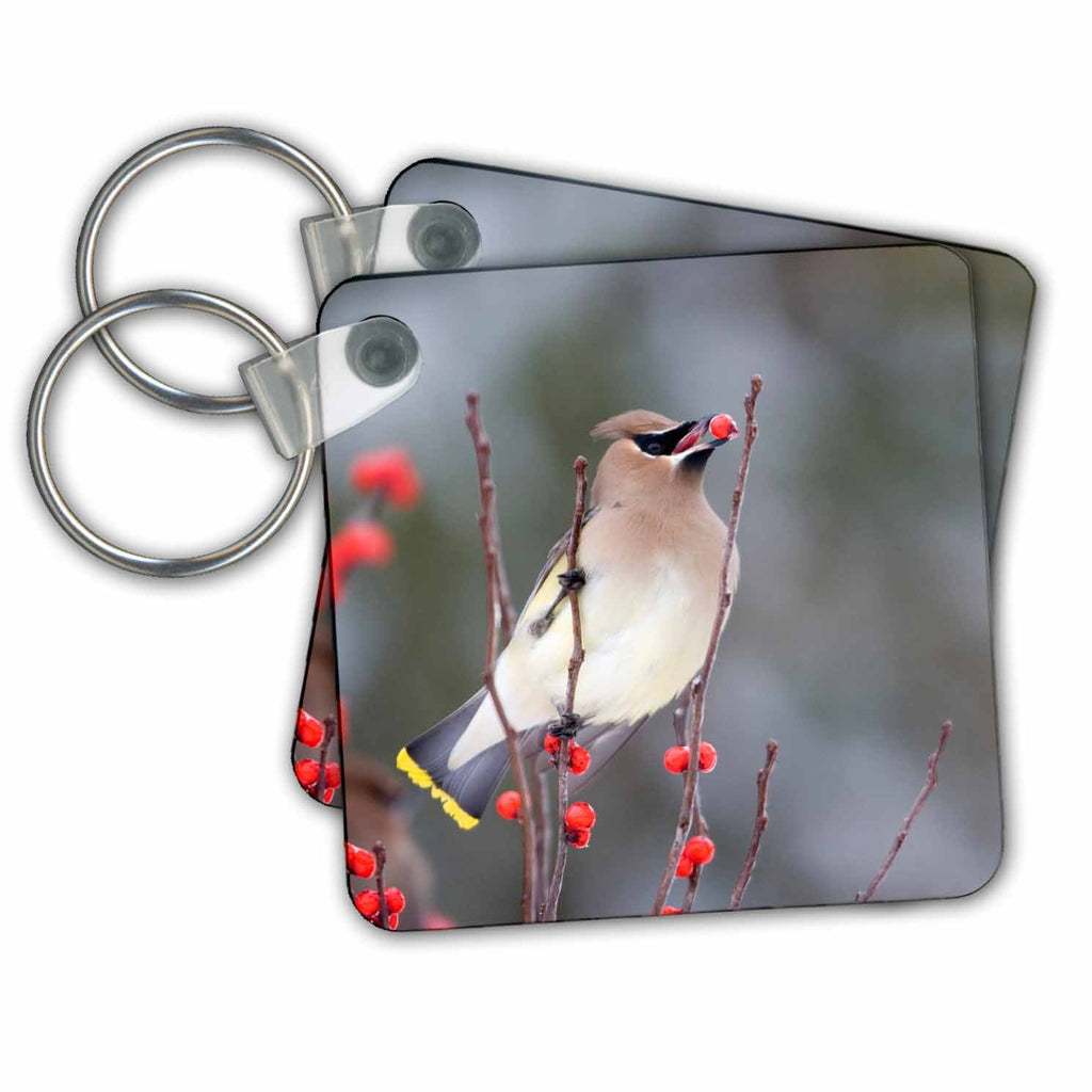 3dRose Key Chains Cedar Waxwing eating Common Winterberry, Marion Co. IL (kc-208683-1)