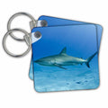 Key Chain - Caribbean Reef Shark, Cuba Sharks