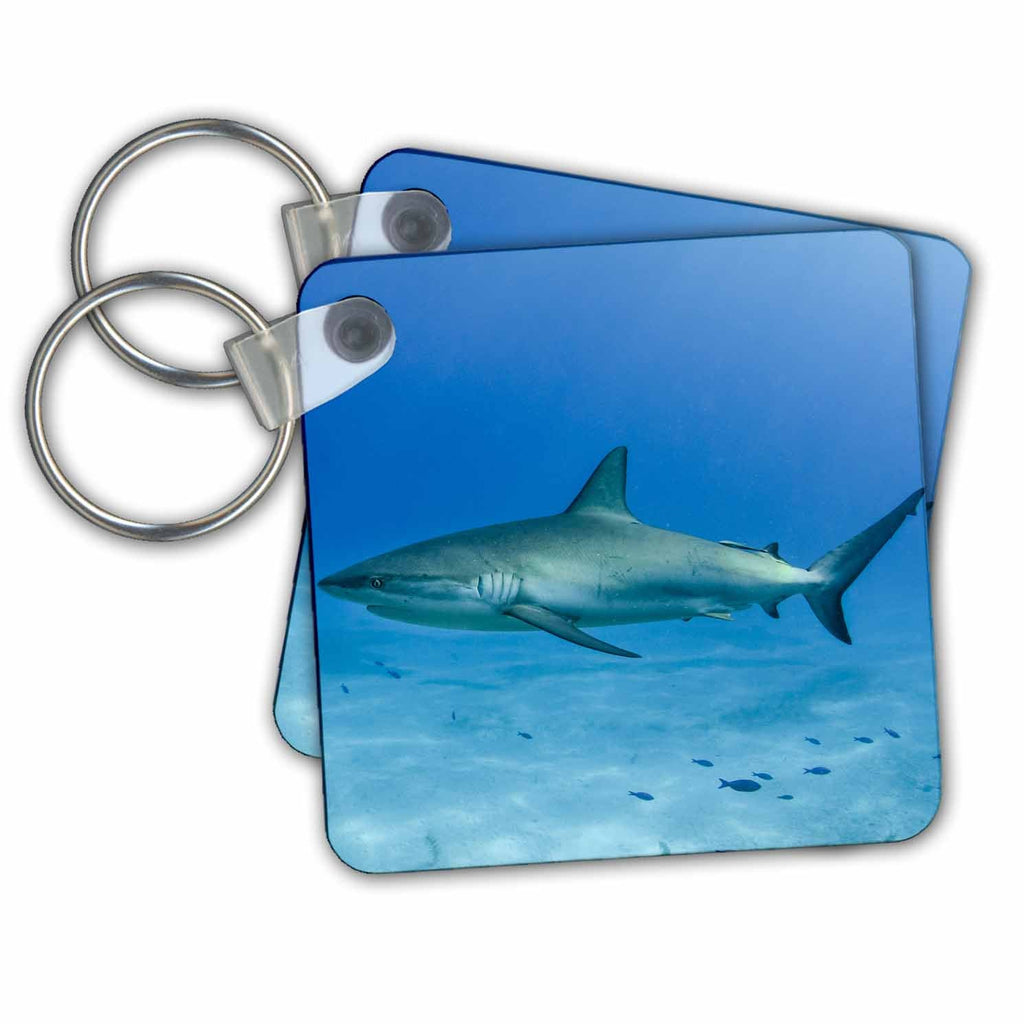 Key Chain - Caribbean Reef Shark, Cuba Sharks