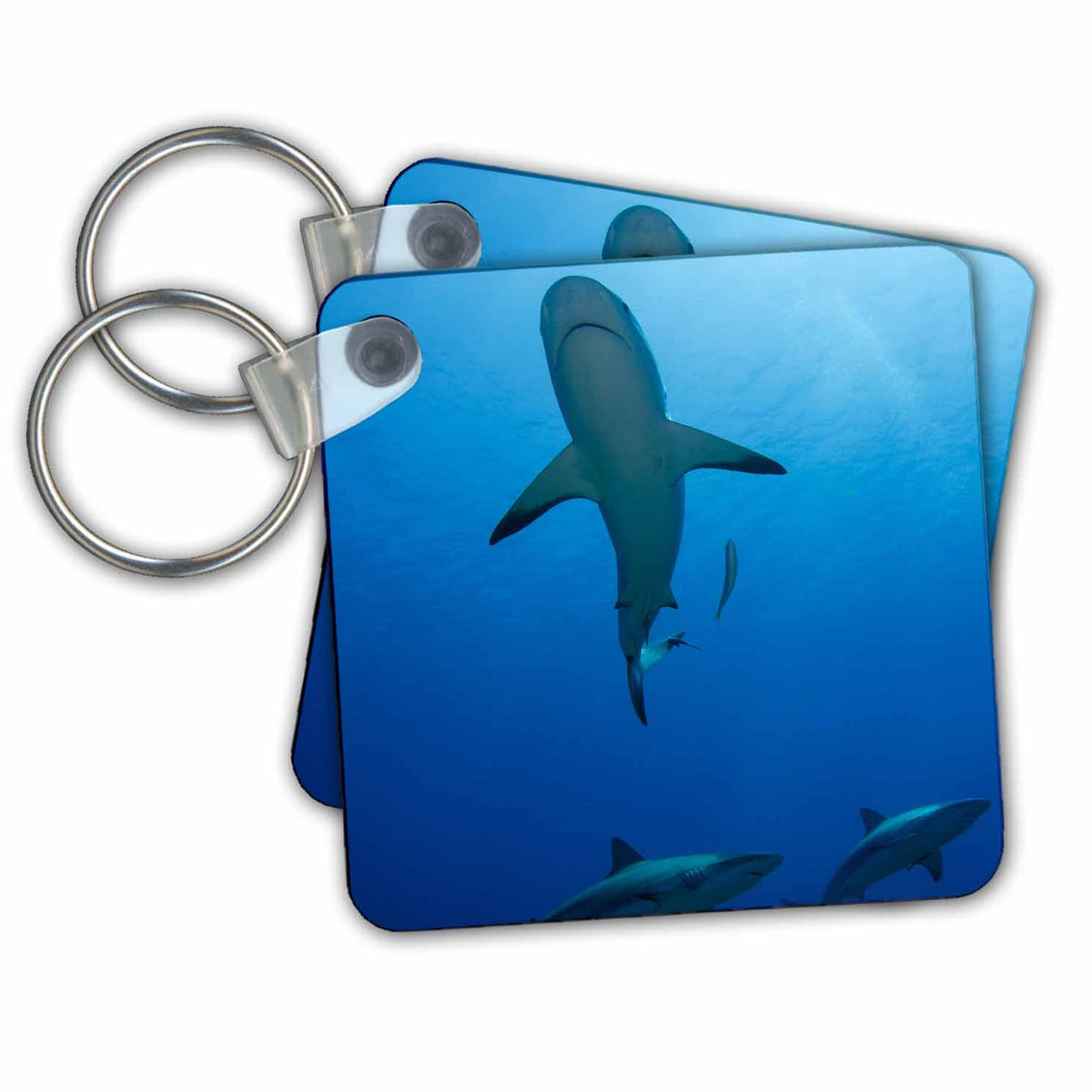 Key Chain - Cuba - Caribbean Reef Shark. Sharks