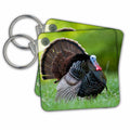Key Chain - Wild Turkey gobbler. Birds
