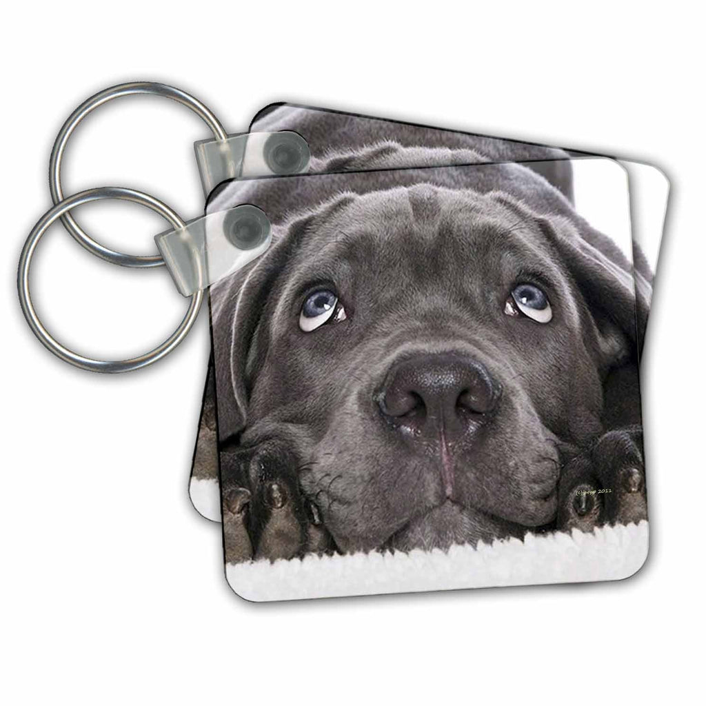 3dRose Key Chains Lab Choc (kc-21196-1)