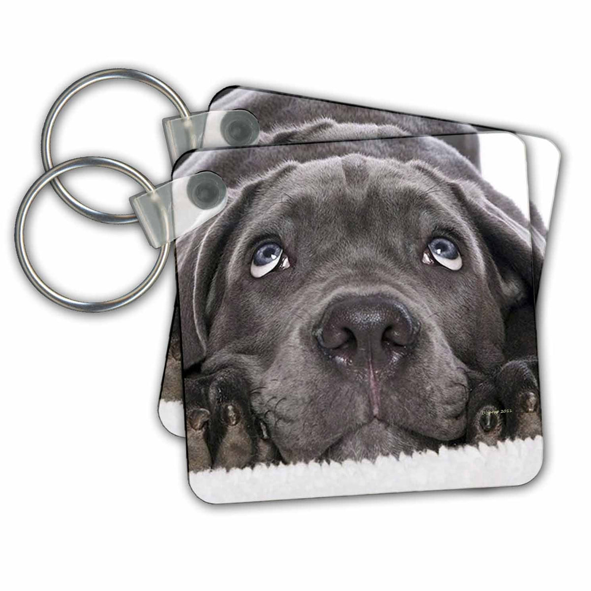 3dRose Key Chains Lab Choc (kc-21196-1)
