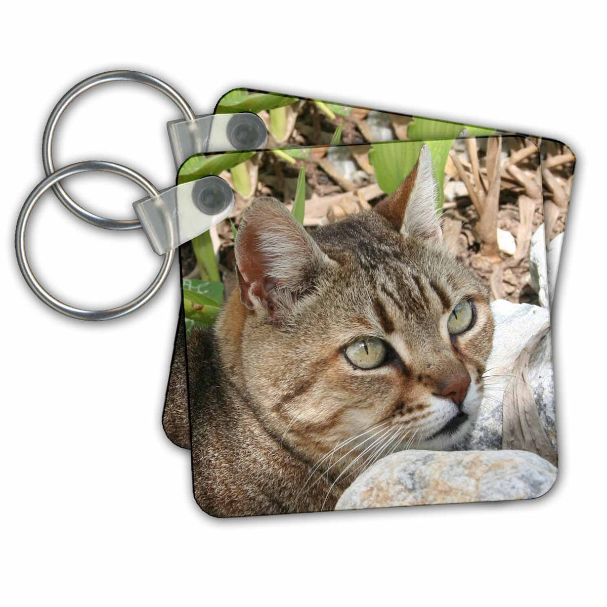 Key Chain - Cat Tabby Cat Photography