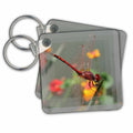 Key Chain - Red Skimmer or Firecracker Dragonfly With Border Photography - Dragonfly