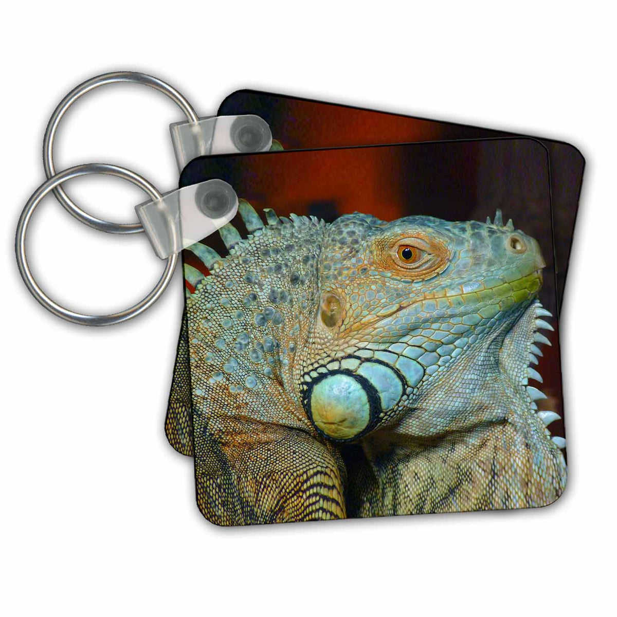 3dRose Key Chains Iguana lizard. Popular image. (kc-216461-1)