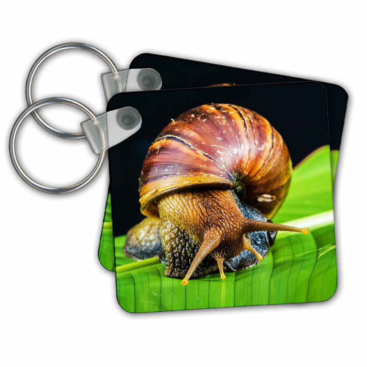 Key Chain - Land snail. Popular image. Wild Animals