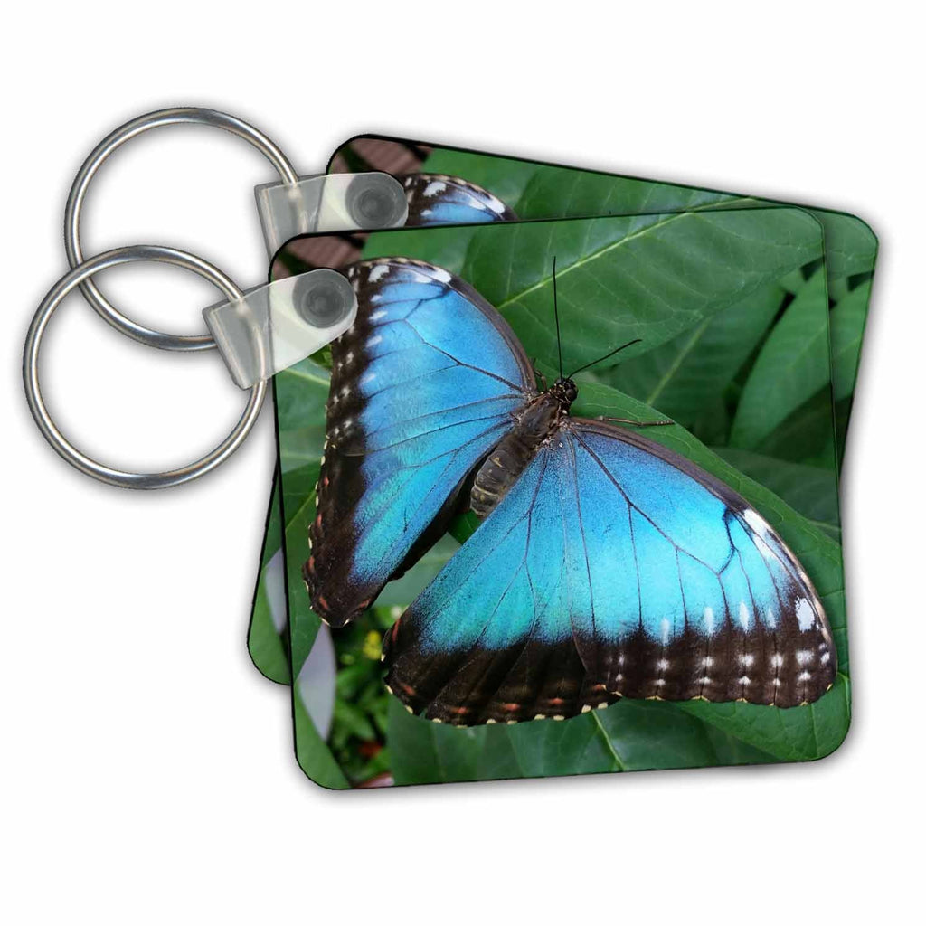 3dRose Key Chains Blue Macro Butterfly on Leaf (kc-236491-1)