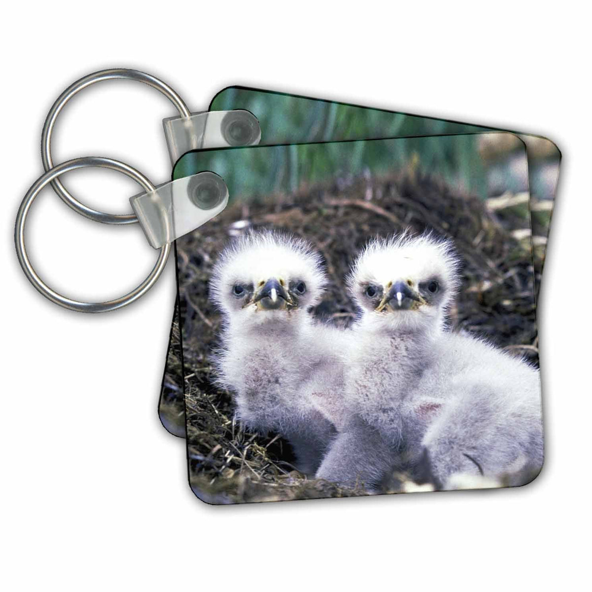 Key Chain - White baby eagles. Birds
