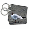 Key Chain - Seagull Bird Photography
