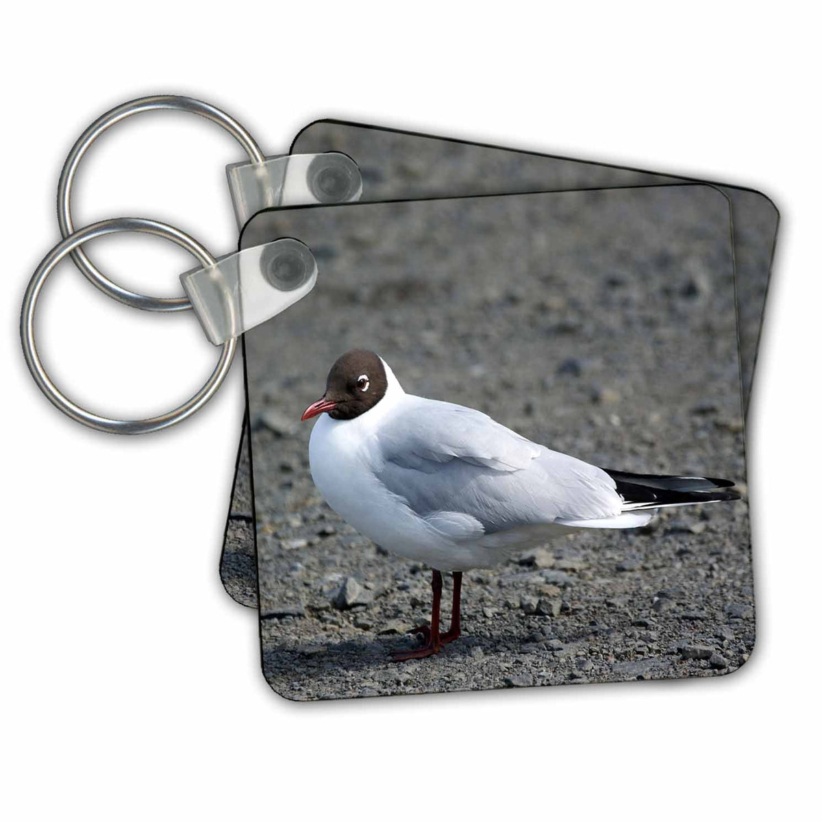 Key Chain - Seagull Bird Photography
